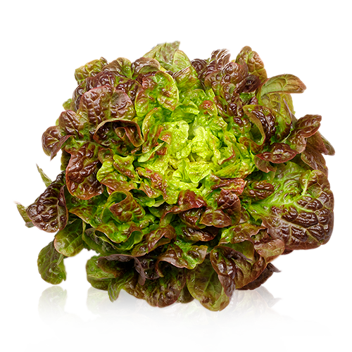 Lechuga Hoja de Roble