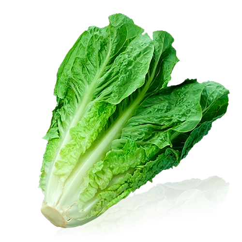 Lechuga Larga de la  Roca del Vallès
