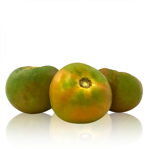Tomate Verde