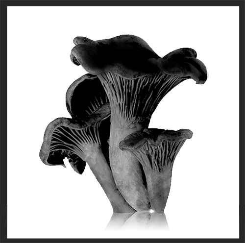 Trompeta de la Muerte